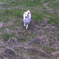 Jack russell terrier Coco