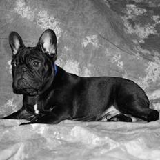 Fransk bulldog Batman