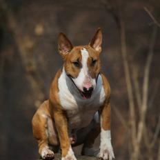 Bullterrier Dexter