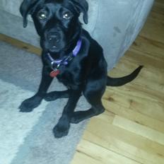 Blanding af racer Bella ( sov sødt lille bella :'( ) <3