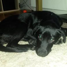 Blanding af racer Bella ( sov sødt lille bella :'( ) <3