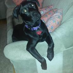 Blanding af racer Bella ( sov sødt lille bella :'( ) <3