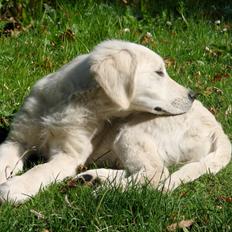 Golden retriever Vesterlands Flora