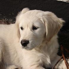 Golden retriever Vesterlands Flora