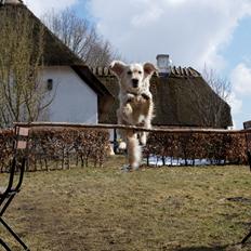 Golden retriever Vesterlands Flora