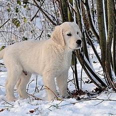 Golden retriever Kenzo