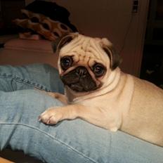 Mops Ahlehoff's Most Wanted - Karla