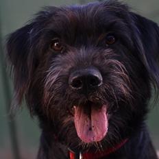 Blanding af racer Nikkie