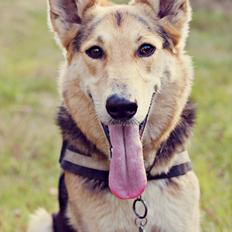 Blanding af racer Hannibal (Schæfer/Collie)