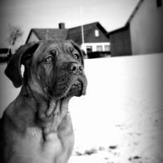 Dogue de bordeaux Cody