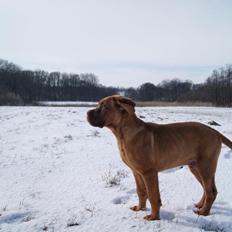 Dogue de bordeaux Cody