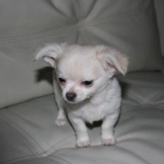 Chihuahua Amacing Gigolo (Balder)