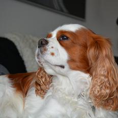 Cavalier king charles spaniel Cocio 2006-2016