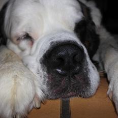 Sankt bernhardshund Alma