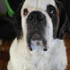 Sankt bernhardshund Alma