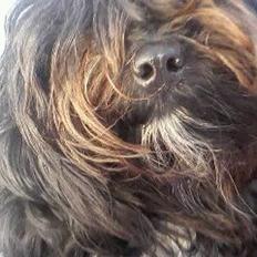 Tibetansk terrier Coco