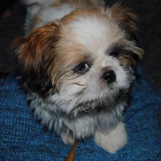 Shih tzu Alfred