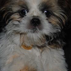 Shih tzu Alfred
