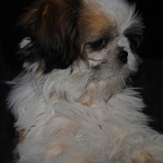 Shih tzu Alfred