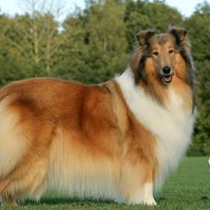 Collie langhåret Lapinette´s Prima Donna