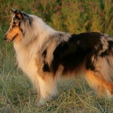 Collie langhåret Casey