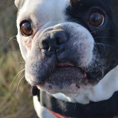 Fransk bulldog Tyson