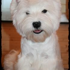 West highland white terrier Spencer.