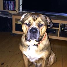 Blanding af racer Brutalis alias. bølle