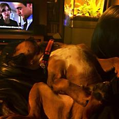 Blanding af racer Brutalis alias. bølle