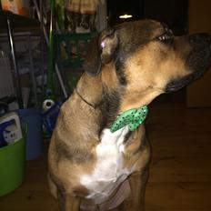 Blanding af racer Brutalis alias. bølle