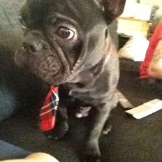 Fransk bulldog Oscar