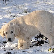 Golden retriever Kenzo