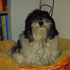 Bichon havanais Muffi