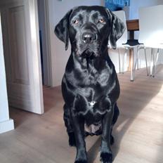 Labrador retriever Frk. Smilla