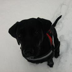 Labrador retriever Frk. Smilla