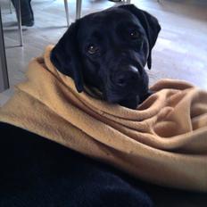 Labrador retriever Frk. Smilla