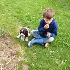 Engelsk springer spaniel "Enzo" sieger's Nothing But Trouble