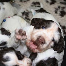 Engelsk springer spaniel "Enzo" sieger's Nothing But Trouble