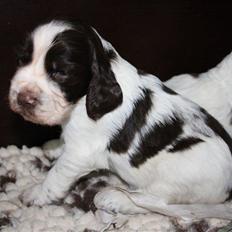 Engelsk springer spaniel "Enzo" sieger's Nothing But Trouble