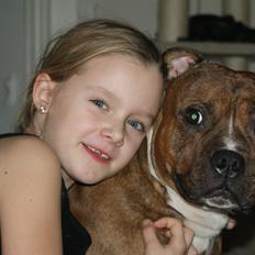 Staffordshire bull terrier Skunk