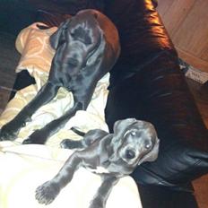 Grand danois Horsebjerg Pay This Woman (Asti)