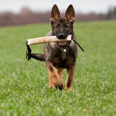Schæferhund Jen-ager's Cantor aka Caos