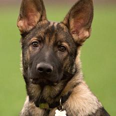 Schæferhund Jen-ager's Cantor aka Caos