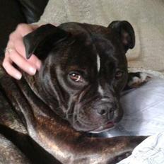 Olde english bulldogge Bodil