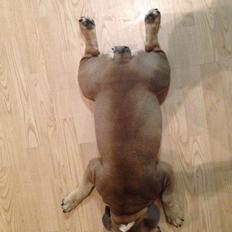 Engelsk bulldog Berta