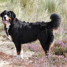 Berner sennenhund Nala