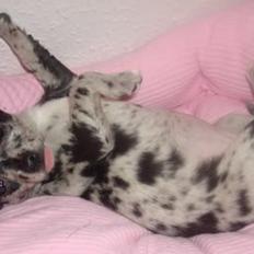 Chihuahua High Fly Blue Sky (Shizuka)