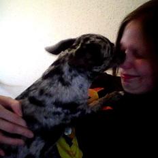 Chihuahua High Fly Blue Sky (Shizuka)