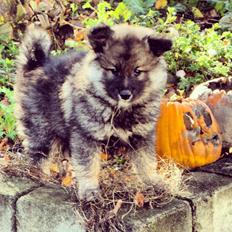 Finsk lapphund Kenzo