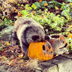 Finsk lapphund Kenzo